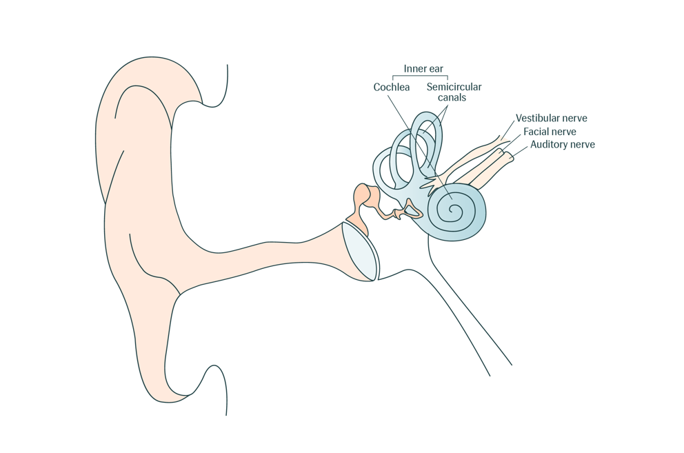 Ear Illustration Cochlear And Nerves
